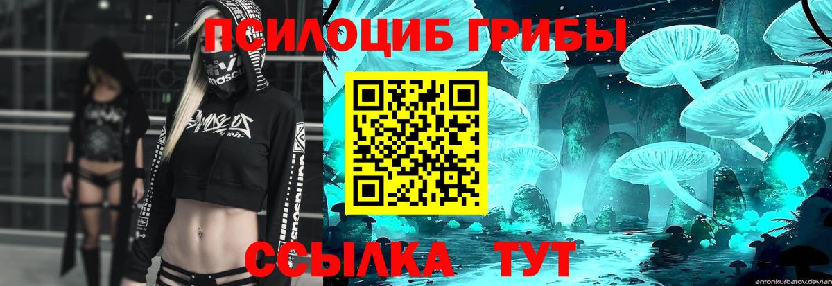 Псилоцибиновые грибы Psilocybe  Камень-на-Оби 